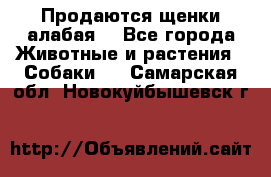 Продаются щенки алабая  - Все города Животные и растения » Собаки   . Самарская обл.,Новокуйбышевск г.